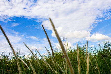 Flowering grass and skyの写真素材