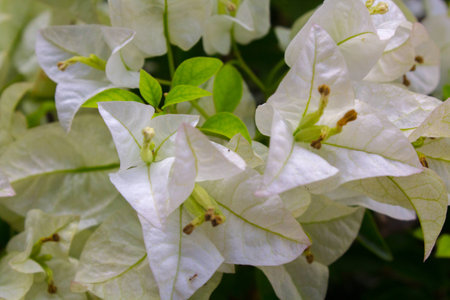 bougainvillea
