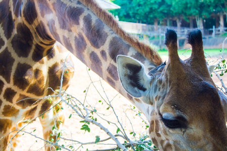 giraffeの写真素材