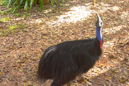 cassowaryの写真素材
