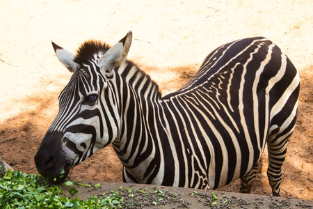 zebraの写真素材