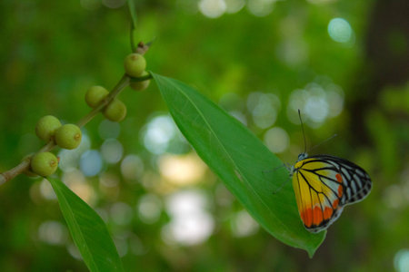 butterflyの写真素材