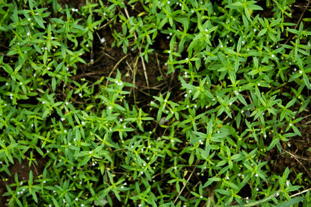 Bird's Eye View of Plant