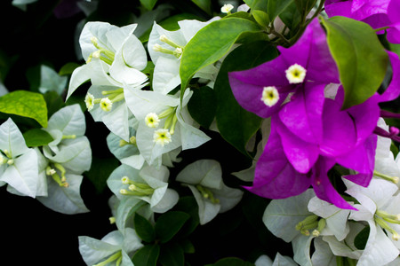 Purple and White Bougainvillea spectabilisの写真素材