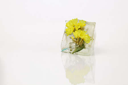 flowers in ice cube on a white backgroundの写真素材