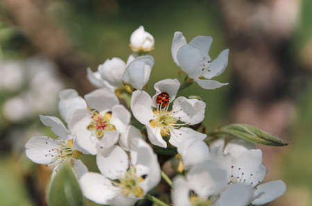 tree blossom with ladybugの写真素材