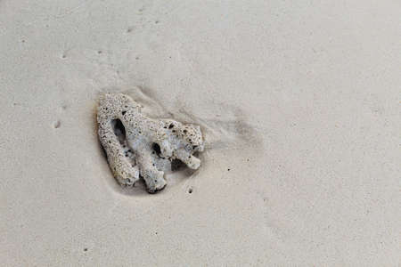 coral on the sandy beach