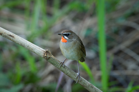 Birds Name Siberian Rubythroatの写真素材