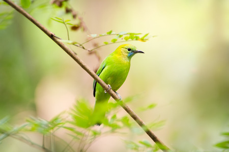 Bird Name Blue winged Leaf birdの写真素材