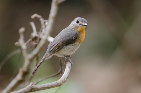 Tickell's Blue Flycatcher. femaleの写真素材