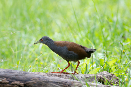The black-tailed crake Amaurornis bicolor is a species of bird in the Rallidae family. It is found in Bhutan, China, India, Laos, Myanmar, Nepal, Thailand, and Vietnam.の写真素材