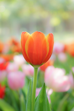 tulip flowersの写真素材