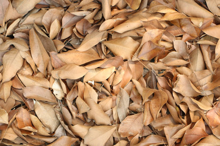 pile of leafsの写真素材