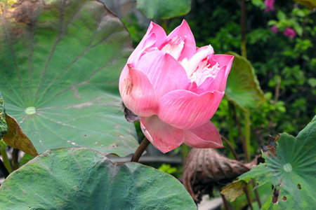 a pink lotus bloomの写真素材