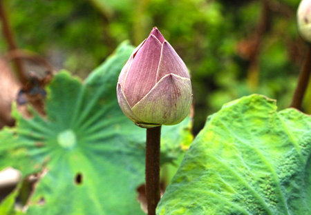 a pink lotusの写真素材