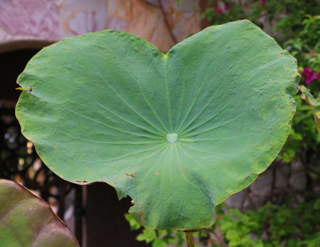 a lotus leaf look like a heartの写真素材