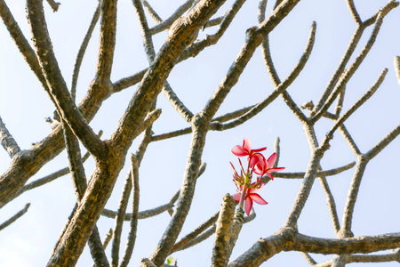 branches of tree with cloud in backgroundの写真素材