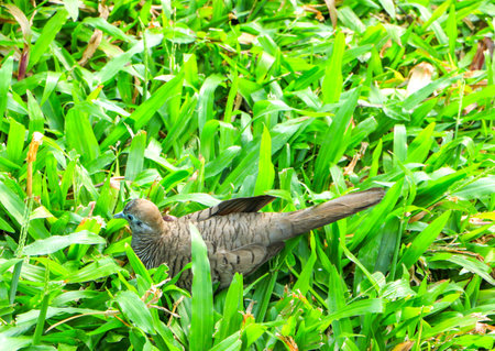 a little bird in the grassの写真素材