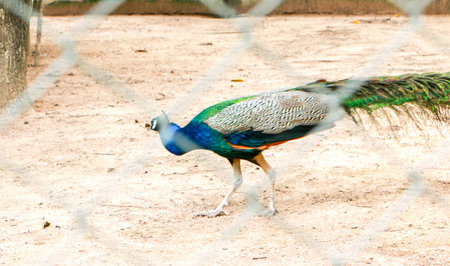 Peacock in the cageの写真素材