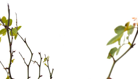 Green rose leaves on white backgroundの写真素材