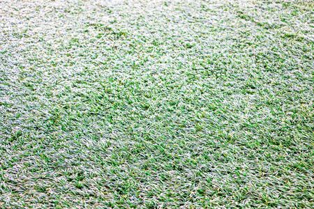 Green lawn texture with lightの写真素材