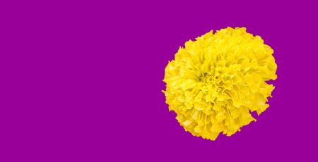 Marigold on a isolated purple backgroundの写真素材