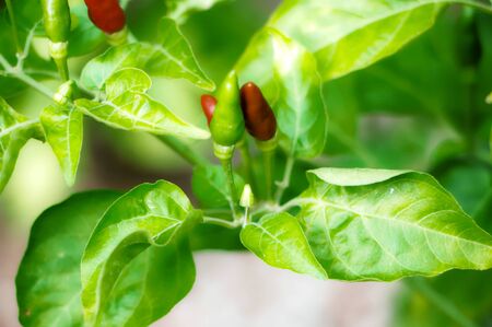 Green peppers, red, brown and leavesの写真素材