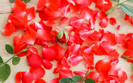 Red rose petals on the wood patternの写真素材