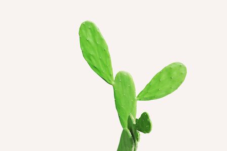 Green cactus on isolated white background
