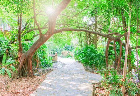 Curved trees on the path that has sunshine.の写真素材