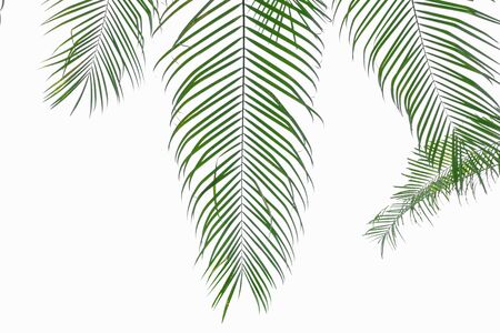 Palm leaves on isolated white background