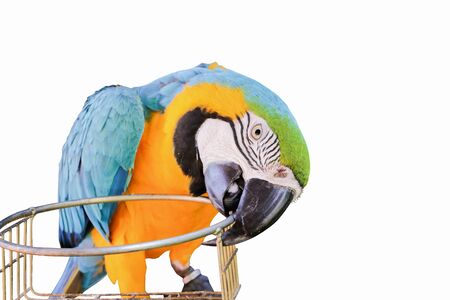 The parrot is biting the cage on a isolated white backgroundの写真素材