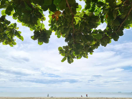 The sky and the leaves by the sea
