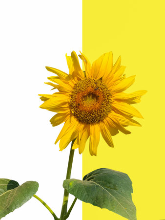 Sunflower on isolated yellow white background.の写真素材