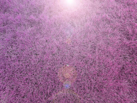 Background of bright pink meadow full spaceの写真素材