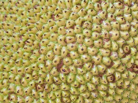 Close-up background of green jackfruit texture of tropical fruit pattern