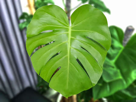 Tropical Leaf Monstera on blurred background. Lay flat top view