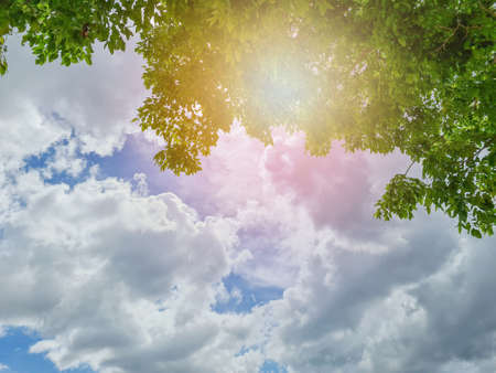 Fresh green leaves in spring and sunshine in the blue sky.の写真素材