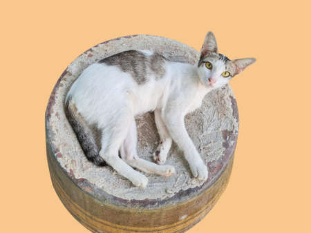 A cat sleeping on a jar of water is gazing innocently on an isolated yellow background.の写真素材