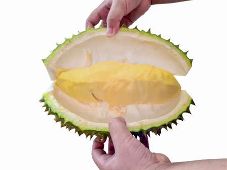 The peeled durian on a isolate white background. King of fruit.