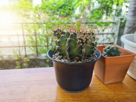 Green cactus in black pot is beautiful flowering.の写真素材