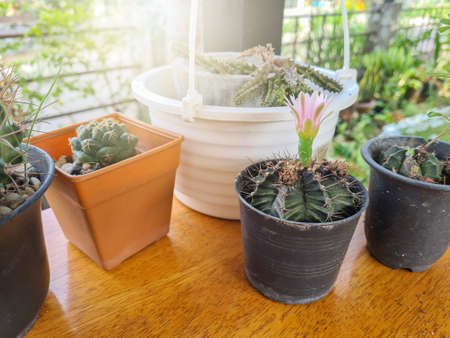 Green Cactus In Black Pot Beautiful Pink Floweringの写真素材