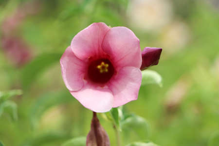 Red ornamental morning glory flowers on a blurred background
