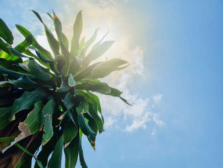 Palm trees on the island and sky. defocus. Nature.の写真素材