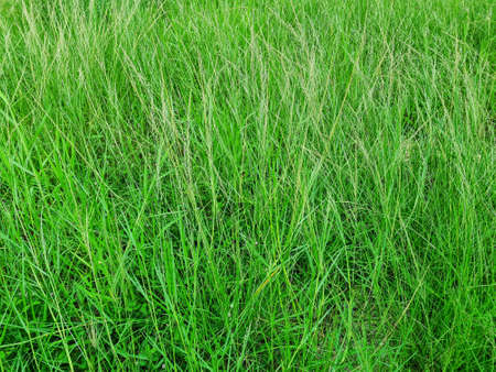 landscape texture of overgrown green grass