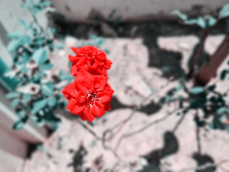 red rose in garden blur backgroundの写真素材