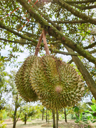 Durian hanging on the tree in the gardenの写真素材