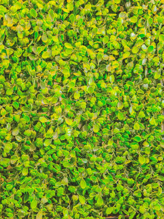 Artificial Green Plant Wall For Background