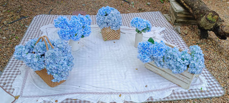 Decorating with blue hydrangeas for a garden photo prop.の写真素材