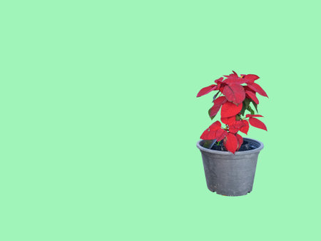 Red leaf plant in a pot on isolated a light green backgroundの写真素材